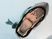 Leopard seal (Hydrurga leptonyx), mouthing its own reflection in the camera port, Astrolabe Island, Antarctica.