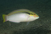Zigzag wrasse (Halichoeres scapularis), Lembeh Strait, Indonesia.