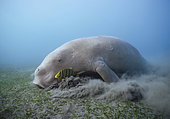 An adult male dugong (Dugong dugon) feeding on sea grass (Cymodocea serrulata), with foraging golden grevally (Gnathanodon speciosus), Australia.
