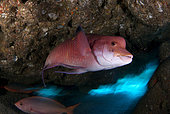 Mexican hogfish (Bodianus diplotaenia), Socorro Island, Mexico.