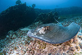 Southern stingray (Dasyatis americana) hunting his prey under the sand in the Caribbean Sea, Mexico.