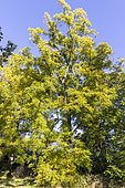 Black Walnut (Juglans nigra) in autumn