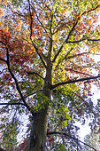 Scarlet oak (Quercus coccinea) in autumn
