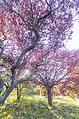 Prunier Myrobolan (Prunus cerasifera) 'Woodii et Cerisier d'Ōshima (Prunus speciosa) 'Ingram', en automne