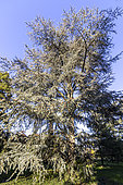 Cedar of Lebanon (Cedrus libani ssp. atlantica) 'Glauca'