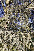 Cedar of Lebanon (Cedrus libani ssp. atlantica) 'Glauca'