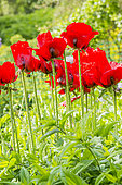 Opium poppy (Papaver somniferum) 'Le Géant', flowers