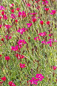 Maiden Pink (Dianthus deltoides) 'Brilliant', flowers