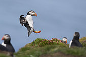 Puffin (Fratercula arctica) landing, Treshnish Isles, Isle of Mull National Scenic Area, Argyll and Brute, Inner Hebrides, Scotland, United Kingdom