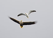 White-tailed Sea Eagle (Haliaeetus albicilla) being mobbed by Herring Gull (Larus fuscus) Ulva, Isle of Mull, Argyll & Bute, Inner Hebrides, Scotland, United Kingdom