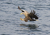 White-tailed Sea Eagle (Haliaeetus albicilla) hunting fish, Isle of Mull, Argyll & Bute, Inner Hebrides, Scotland, United Kingdom. May