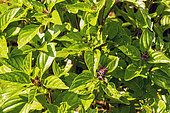 Basil (Ocimum basilicum) 'Thai Siam Queen', foliage