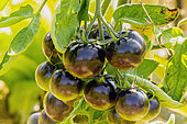 Egg plant (Solanum melongena) 'ronde de Valence'