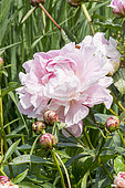 Chinese herbaceous peony (Paeonia lactiflora) 'Avalanche' Breeder : Crousse 1886, flower