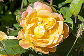 Rosa 'Orientalia', Breeder : Carruth (USA) 2007