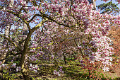 Magnolia (Magnolia x soulangeana) 'Burgundy' in bloom and Japanese maple (Acer palmatum f. atropurpureum), Parc Floral de Vincennes, Paris, France