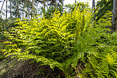 Royal fern (Osmunda regalis) 'Purpurascens'
