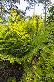 Royal fern (Osmunda regalis) 'Purpurascens'