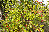 Sweet Briar (Rosa rubiginosa) fruits