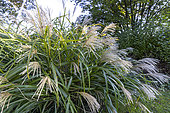 Maiden silvergrass (Miscanthus sinensis) 'Malepartus'