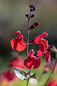 Red Baby Sage (Salvia microphylla), autumn flowering, Gard, France
