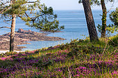 Scotch heather (Erica cinerea) in bloom by the sea, Erquy, Côtes-d'Armor, Brittany, France