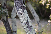 Lichen assemblage dominated by foliaceous lichens (Parmeliaceae) on holm oak (Quercus ilex) trunks, Gard, France