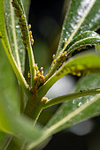 Aphids on young leaves of Japanese pittosporum (Pittosporum tobira), France
