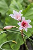 Crinole flower (Crinum campanulatum), a semi-aquatic bulb native to Africa.