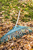 Pile of dead leaves and rake on a lawn in autumn
