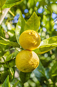 Sudachi fruit (Citrus sudachi), a Japanese hybrid citrus fruit related to yuzu, prized for its acidic juice, in October, Tarn-et-Garonne, France