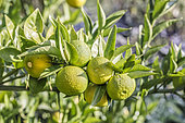 Sudachi fruit (Citrus sudachi), a Japanese hybrid citrus fruit related to yuzu, prized for its acidic juice, in October, Tarn-et-Garonne, France