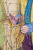 Man pruning a vine trained against a wall, in winter