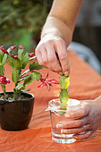 Christmas cactus (Schlumbergera sp), easy to cut in water.