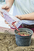 Sowing of Texas mountain laurel (Sophora secundiflora) seeds in pots for cold stratification before germination.