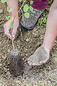 Application of an amendment to a young Eucalyptus plant at the time of planting.