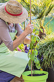 Woman staking a young kiwi in a pot: Staking a newly planted kiwi in a pot on a terrace