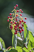 Fructification of Birchleaf Viburnum (Viburnum betulifolium), a native Chinese viburnum with decorative berries.