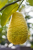 The fruit of the cedrat 'Maxima' can reach 30 cm, making it the largest fruiting citrus fruit. It is mainly decorative.