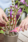 Cutting of an orchid (Dendrobium) with an old pseudobulb. 1: separation of the pseudobulb (pruning).