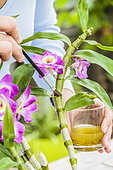 Controlling mealybugs on an orchid (Dendrobium) with a homemade lotion made from table oil, alcohol and essential oil.