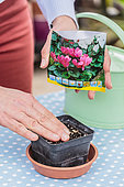 Sowing Persian cyclamen indoors step by step.