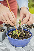 Transplanting forget-me-not seedlings in individual pots.