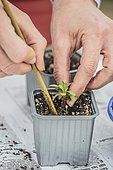 Transplanting forget-me-not seedlings in individual pots.
