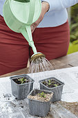 Watering of newly transplanted forget-me-not seedlings in individual cups.