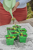 Transplanting foxgloves sown in pots. 3: watering.