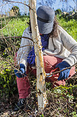 Woman pruning the shoots at the base of a birch trunk in winter.