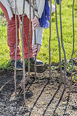 Woman putting up stakes before sowing peas in the spring.