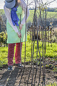 Woman putting up stakes before sowing peas in the spring.