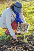 Woman planting potatoes 'Ratte du Touquet' in a vegetable garden in spring.